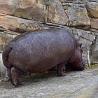 Flusspferd (Hippopotamus amphibius)