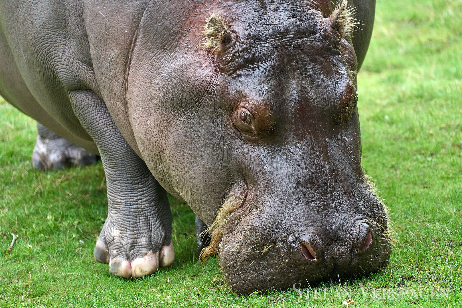 Flusspferd (Hippopotamus amphibius)