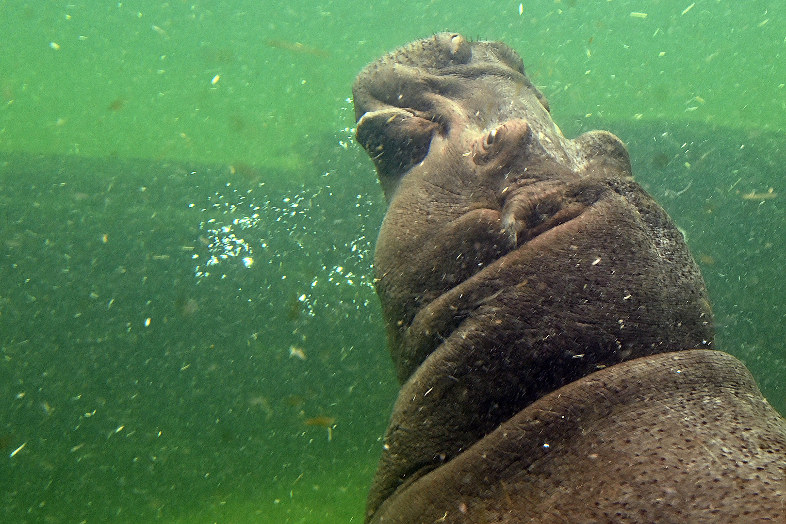 Flusspferd (Hippopotamus amphibius)