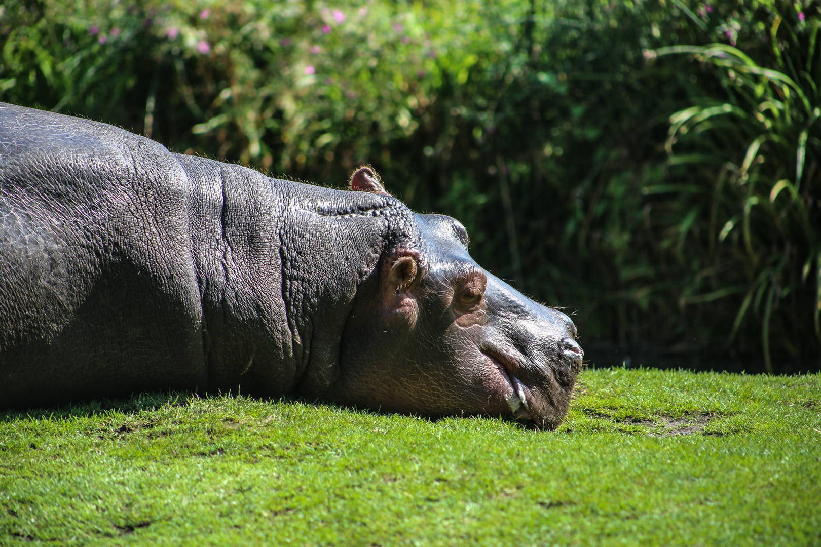 Flusspferd im Berliner ZOO