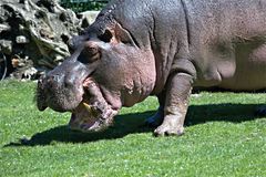 Flusspferd im Berliner Zoo - an Land