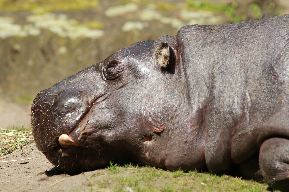 Flußpferd im Berliner Zoo meim Mittagsschlaf.