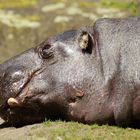 Flußpferd im Berliner Zoo meim Mittagsschlaf.