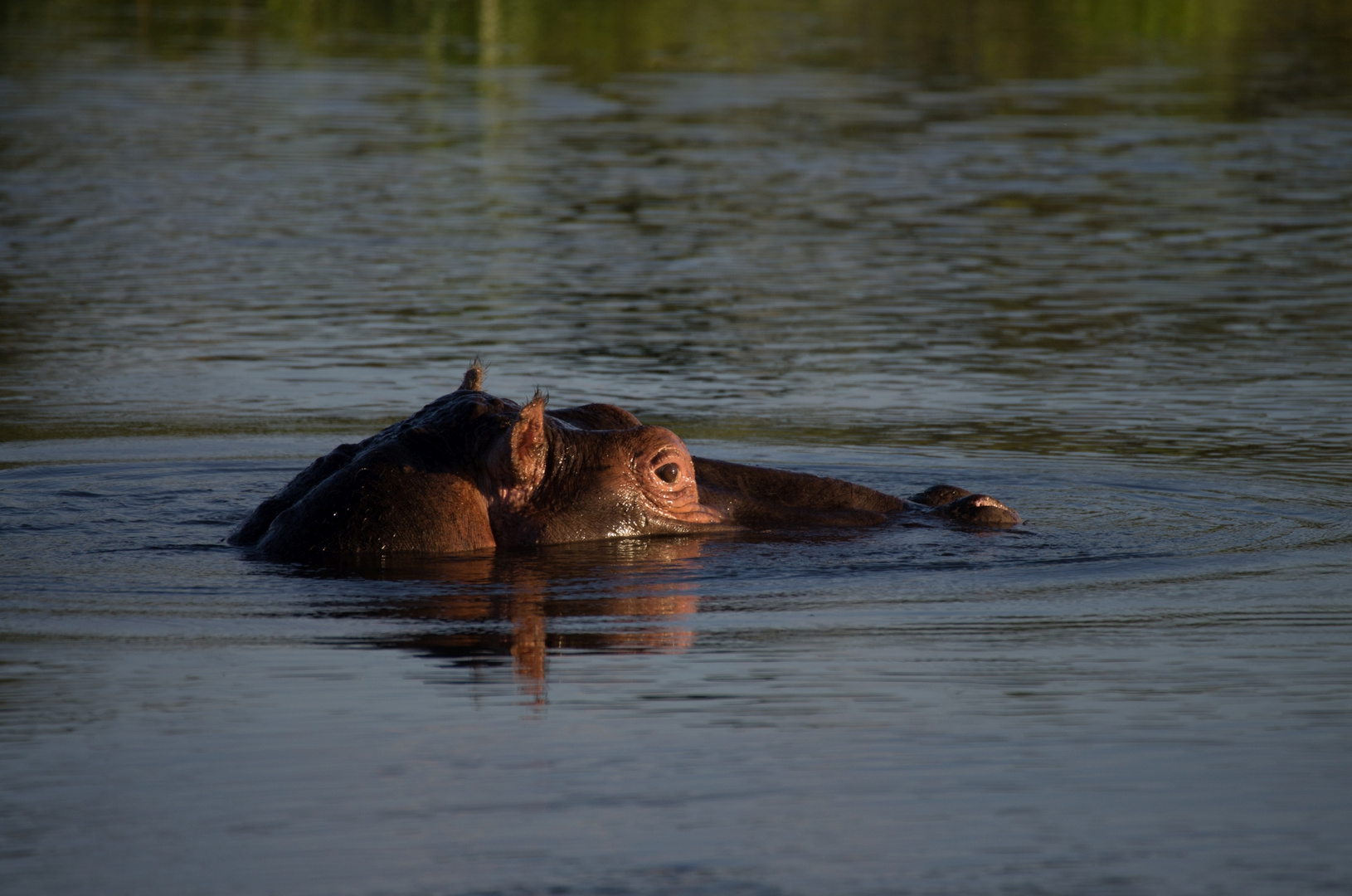 Flusspferd im Chobe-River