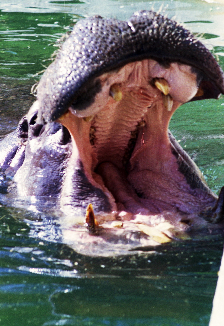 Flusspferd im Kölner Zoo