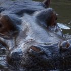 Flusspferd im Kölner Zoo