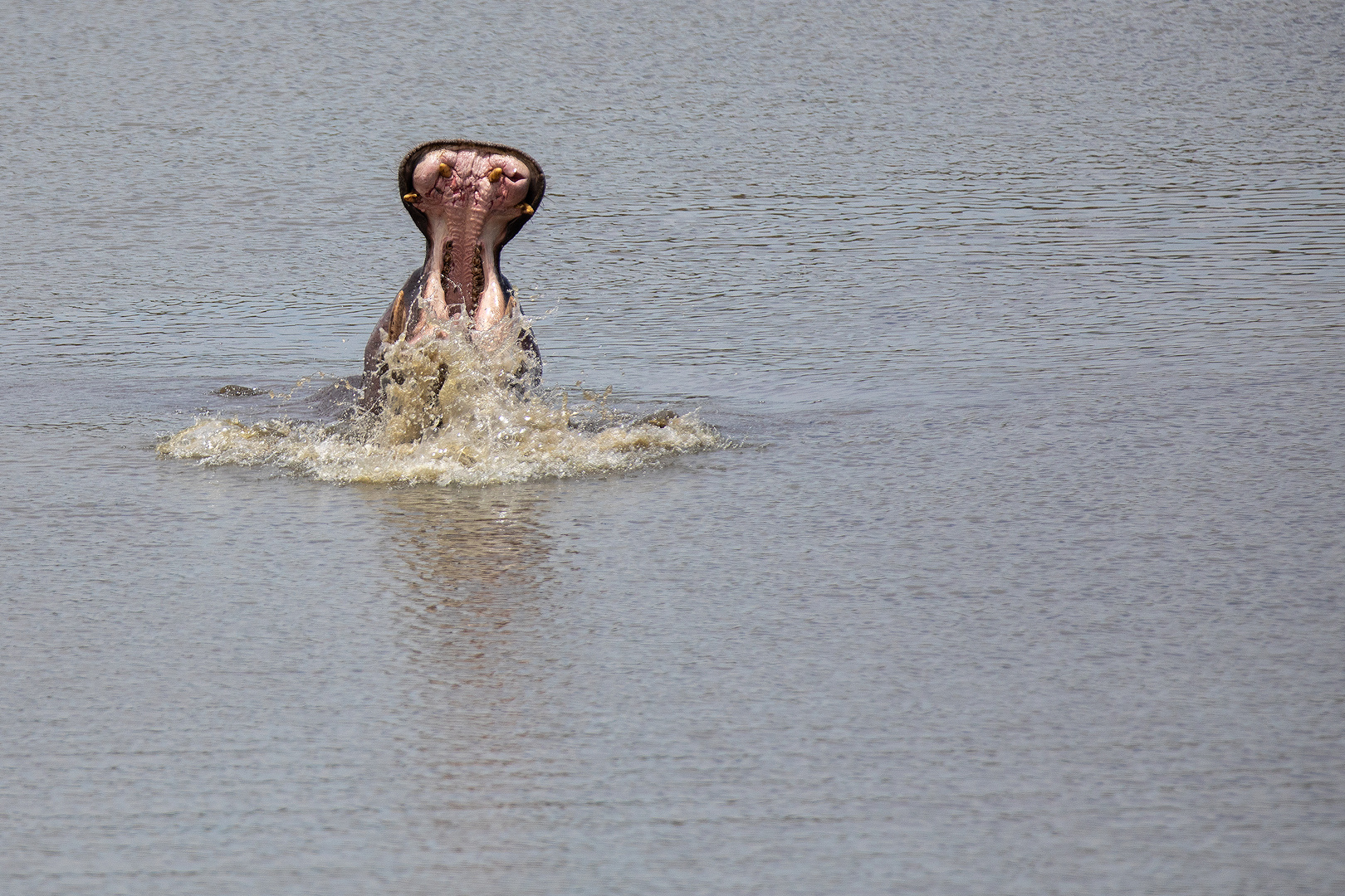Flußpferd im Kruger Nationalpark