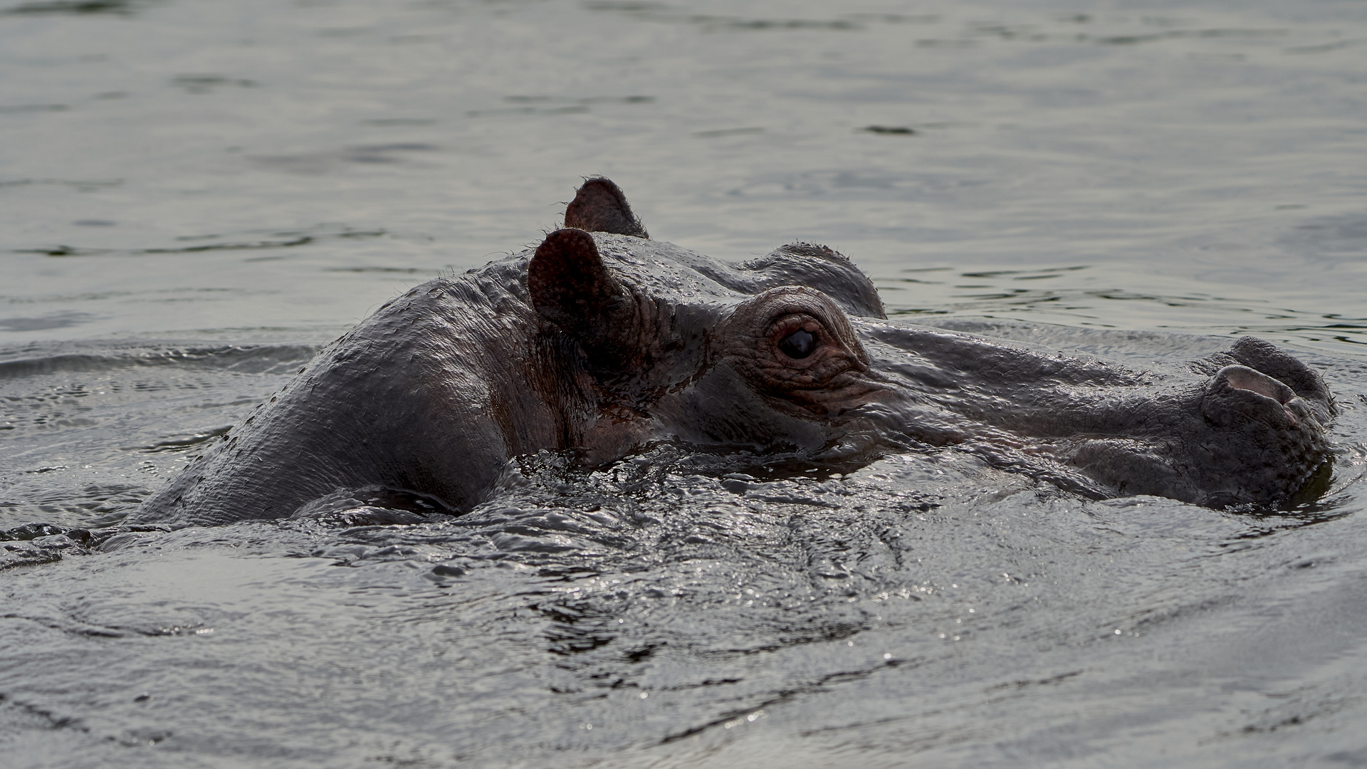 Flusspferd im Nildelta Teil 1 Auftauchen