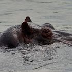 Flusspferd im Nildelta Teil 1 Auftauchen