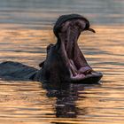 Flusspferd im Okavango Delta