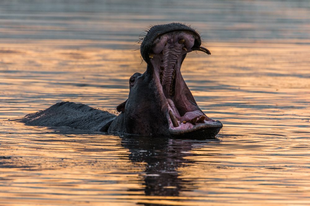 Flusspferd im Okavango Delta