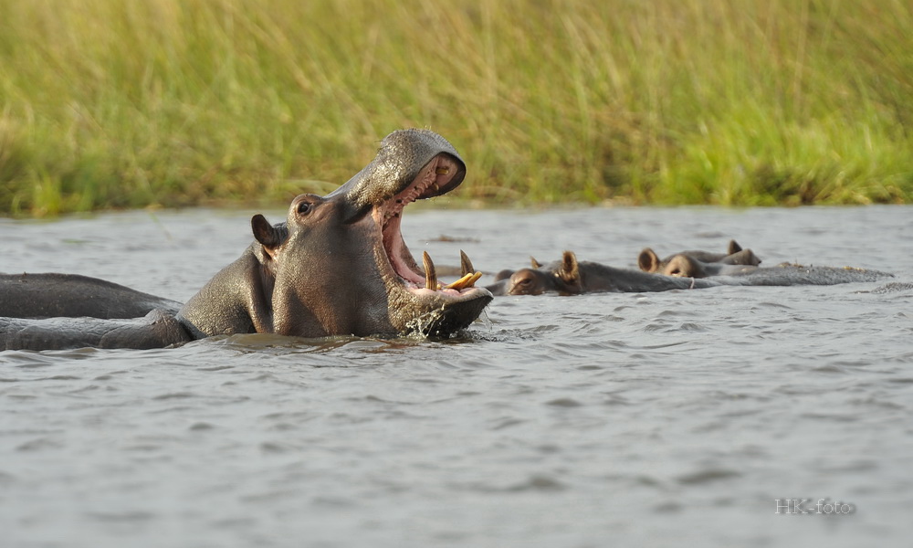 Flusspferd im Okawango Delta