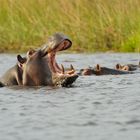 Flusspferd im Okawango Delta