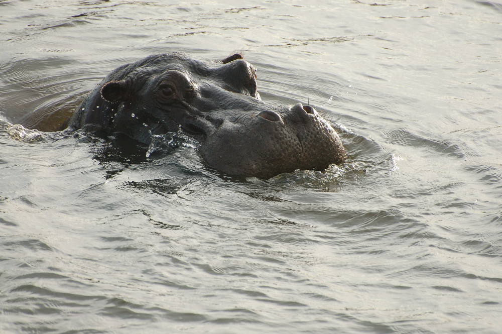 Flusspferd im Sambesi