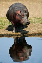 Flusspferd im Spiegel