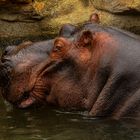 Flusspferd im Zoo von Amnéville / F