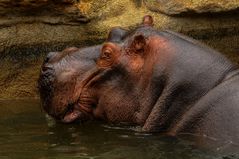 Flusspferd im Zoo von Amnéville / F