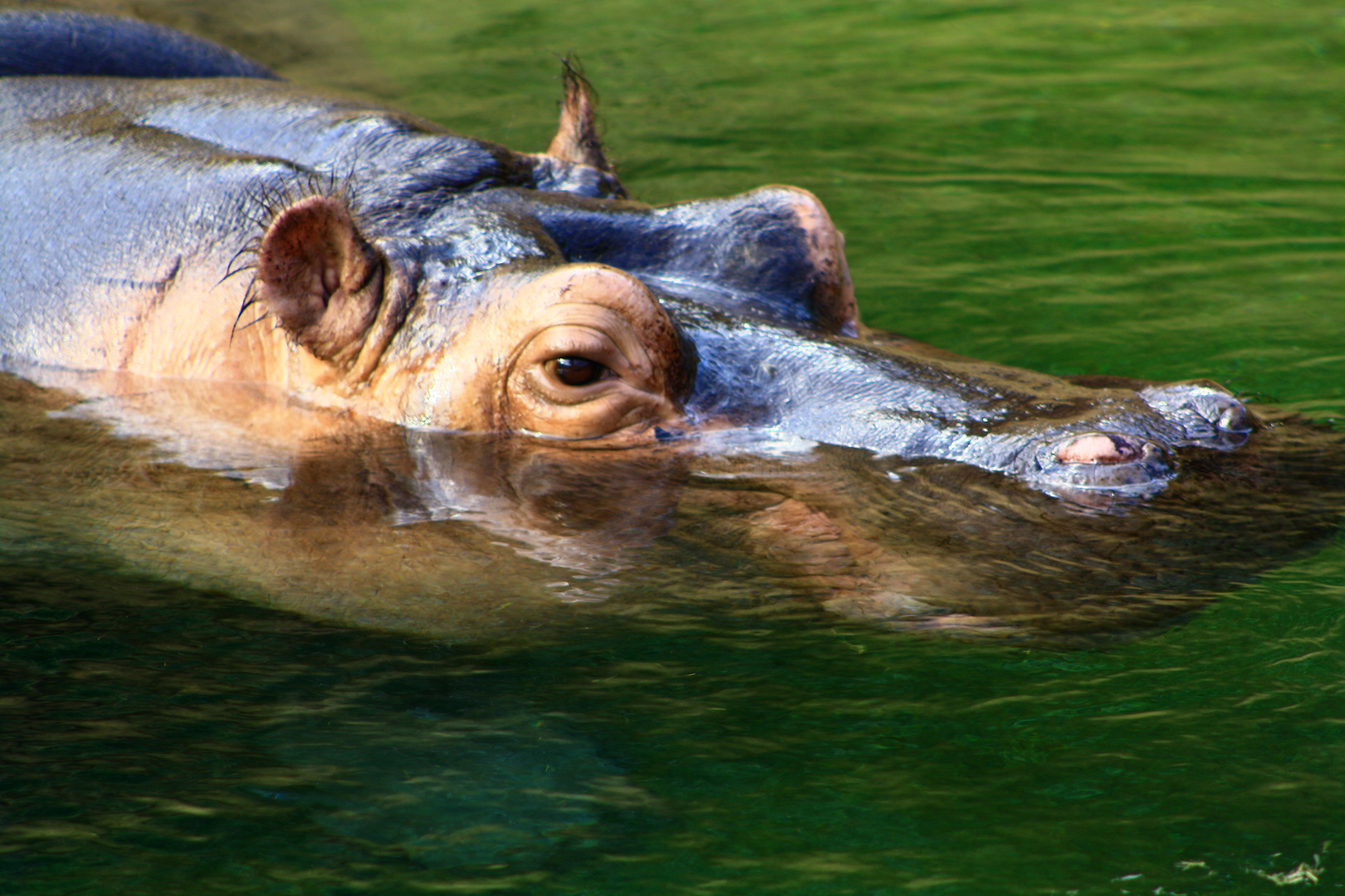 Flusspferd / Kölner Zoo