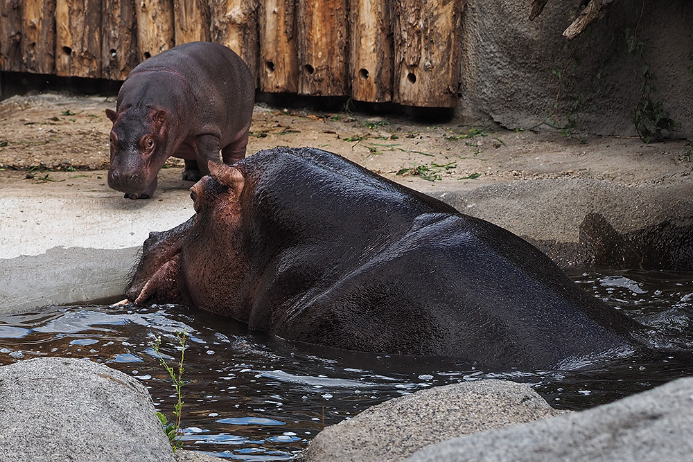 Flusspferd, mit Baby...