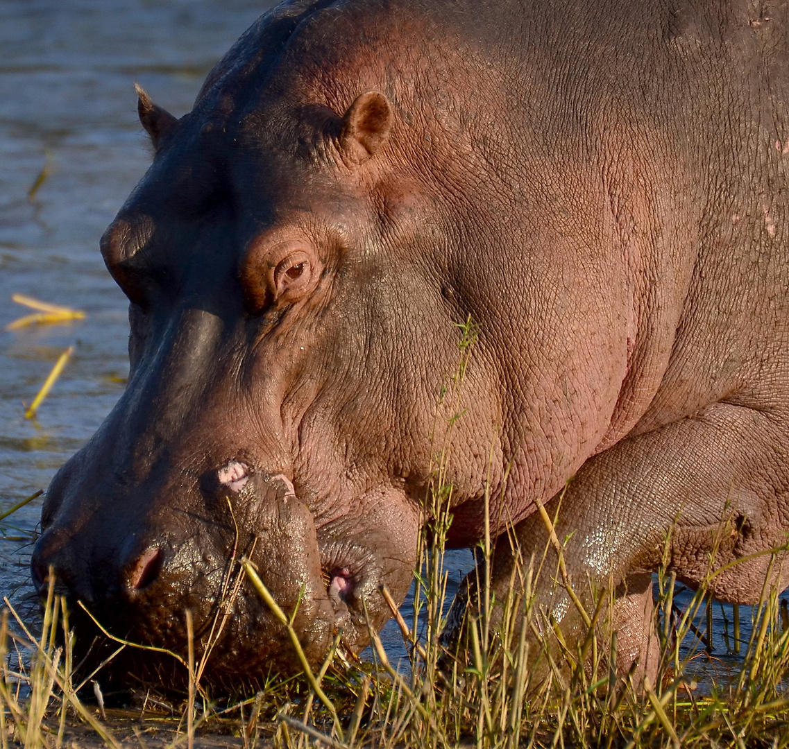 Flusspferd mit Kampfspuren am Sambesi (Simbabwe)