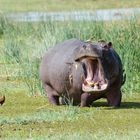 Flusspferd mit Madenhackern