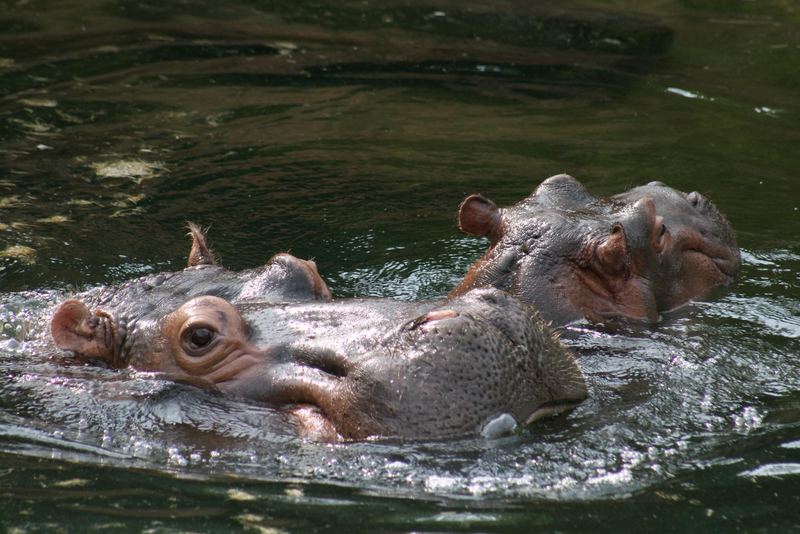 Flusspferd mit Nachwuchs im Zoo Hannover