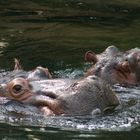 Flusspferd mit Nachwuchs im Zoo Hannover