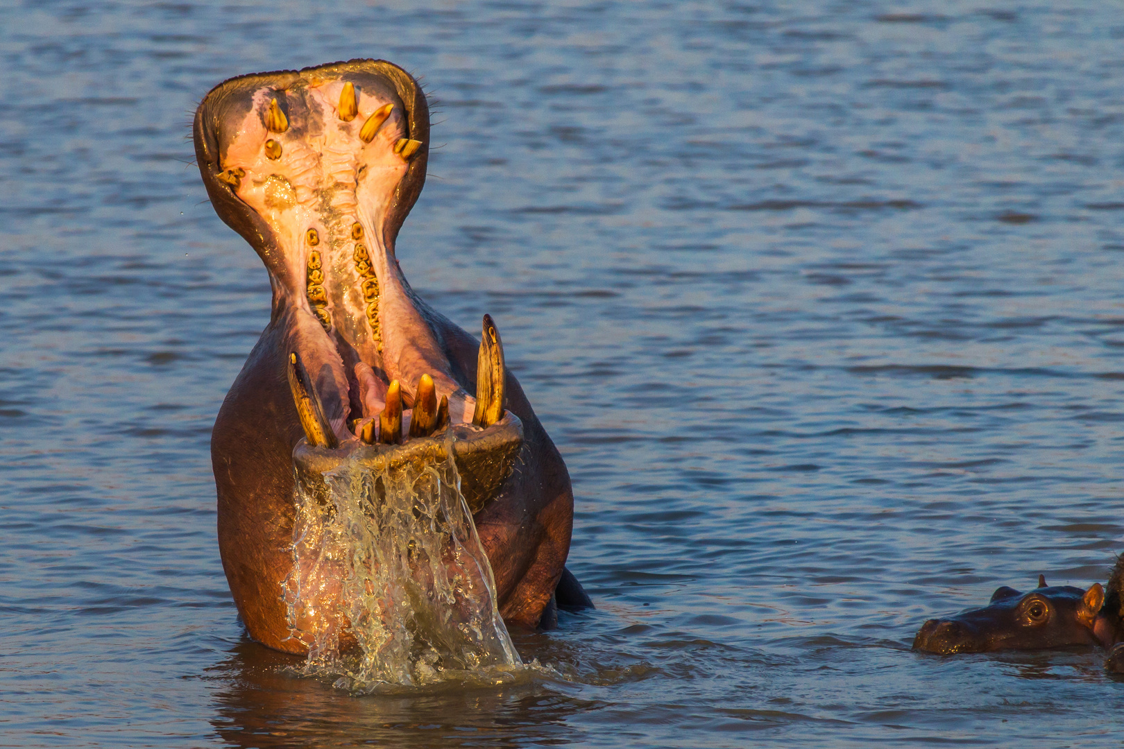 Flusspferd - Namibia 2014