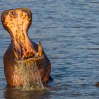 Flusspferd - Namibia 2014