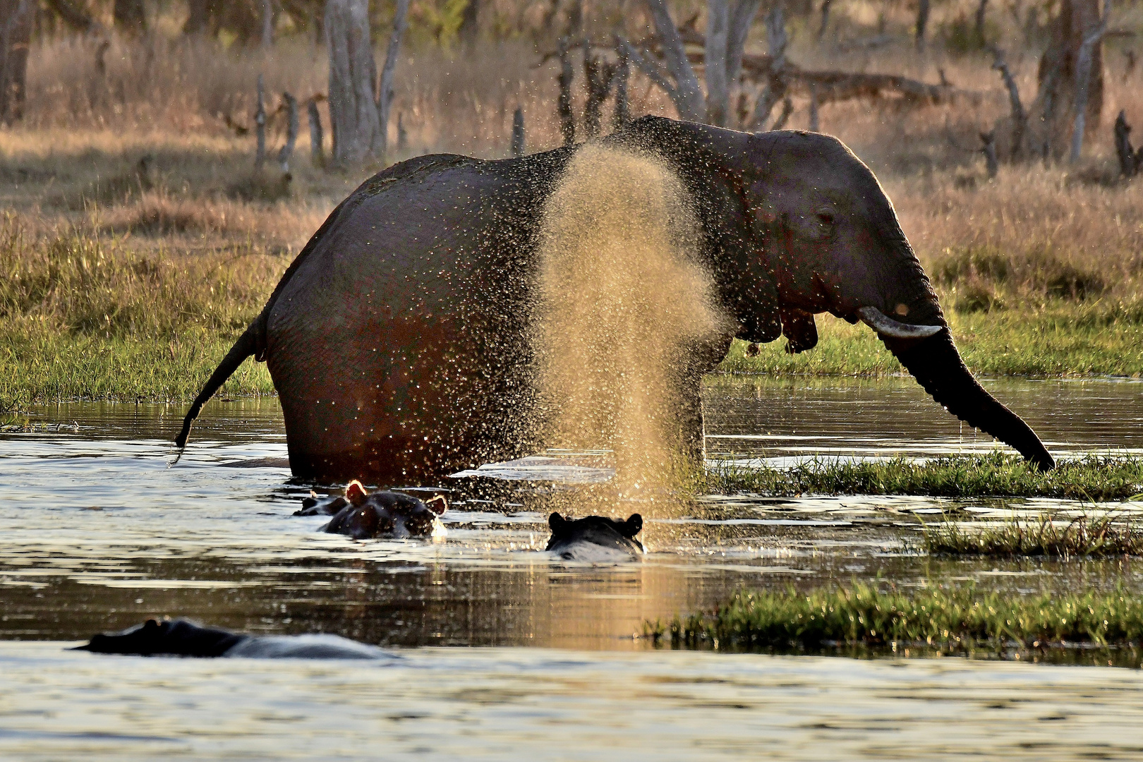 Flußpferd und Elefant