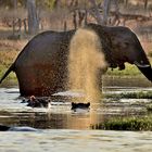 Flußpferd und Elefant