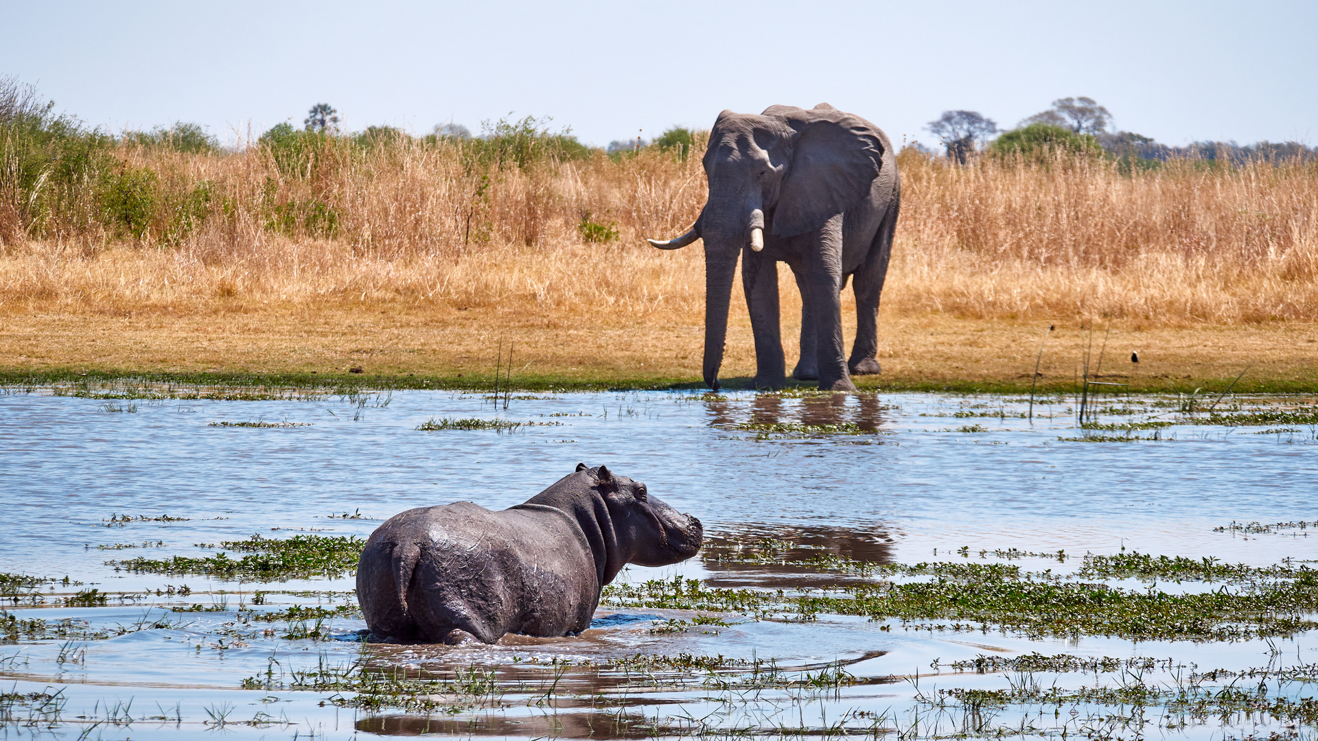 Flusspferd und Elefant - Zwei Dickhäuter im Moremi 