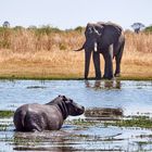 Flusspferd und Elefant - Zwei Dickhäuter im Moremi 