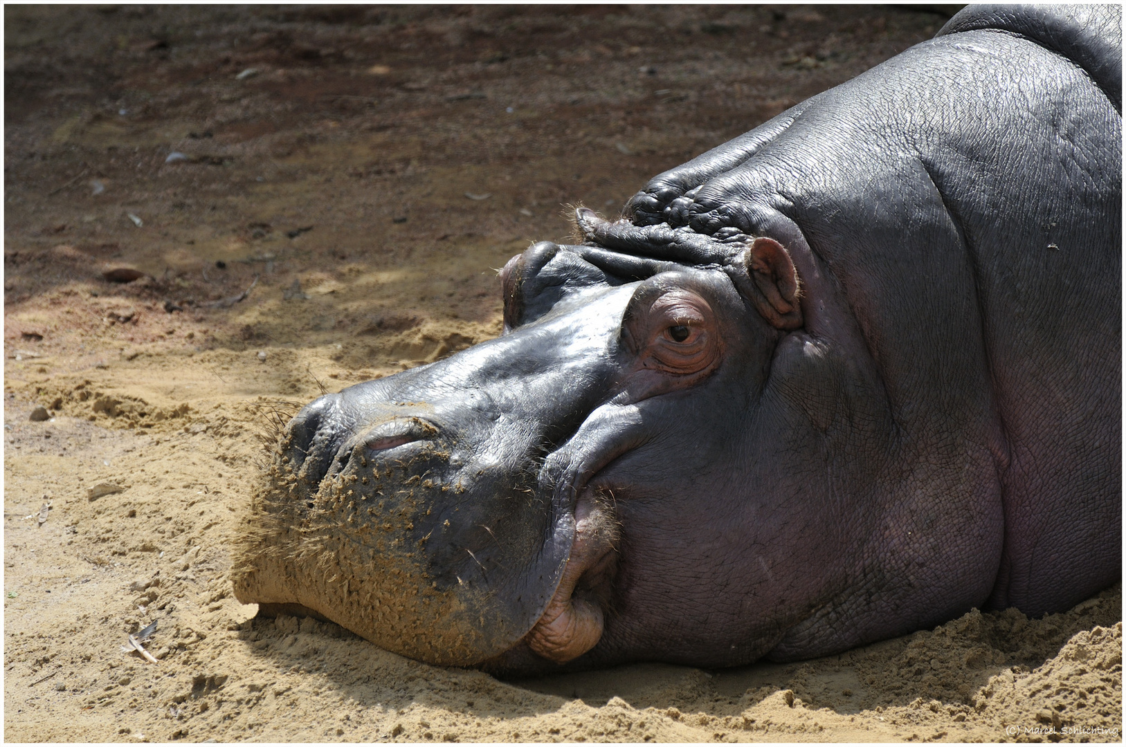 Flusspferd *Zoo Hannover*