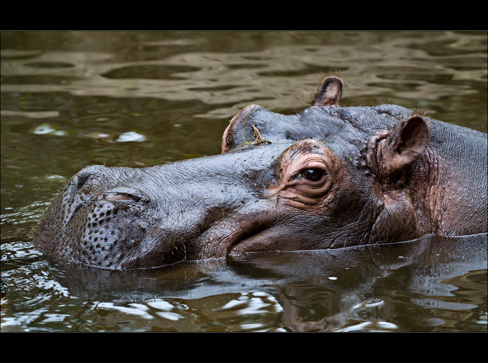 Flusspferd - Zoom Zoo Gelsenkirchen