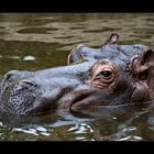 Flusspferd - Zoom Zoo Gelsenkirchen