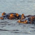 Flusspferde am Cuando in der Abenddämmerung