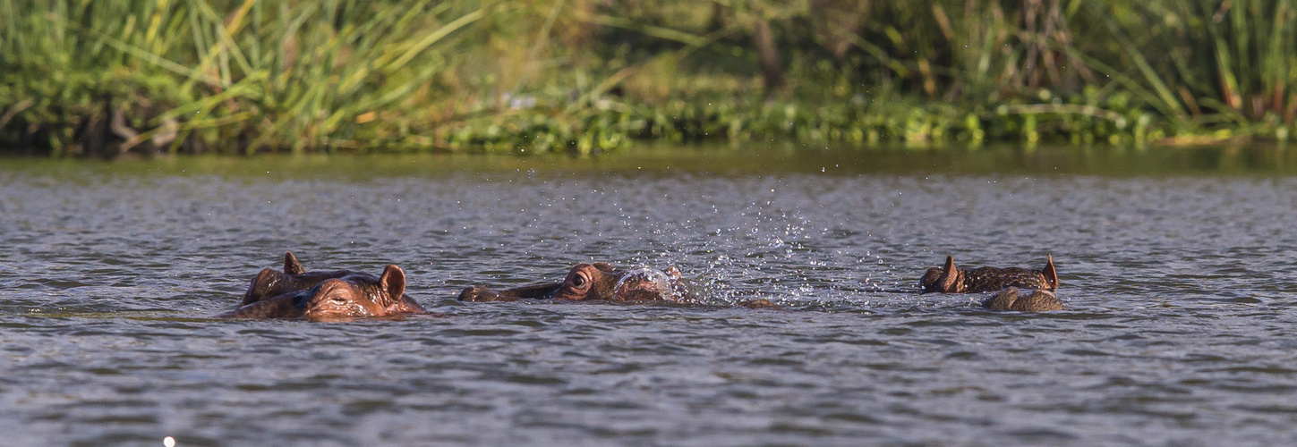 Flusspferde am Naivasha See