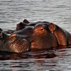 Flusspferde auf dem Chobe