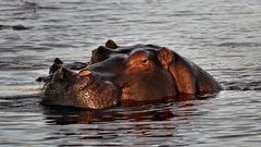 Flusspferde auf dem Chobe