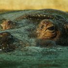 Flusspferde - Die Kolosse aus den Afrikanischen Seen