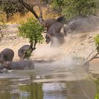 Flusspferde gehen ins Wasser