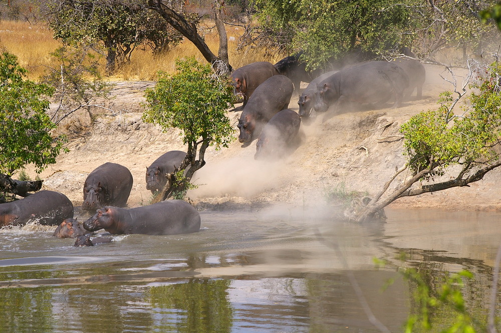 Flusspferde gehen ins Wasser