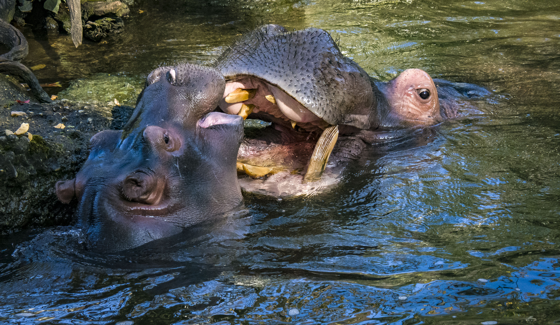 Flusspferde ( Hippopotamus )