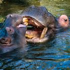 Flusspferde ( Hippopotamus )