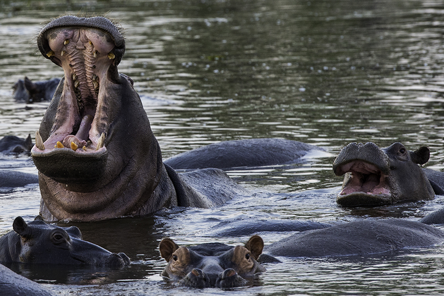 Flusspferde im Chobe-River