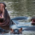 Flusspferde im Chobe-River