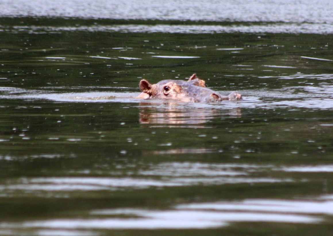 Flusspferde im Fluss "Ogowe"