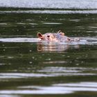 Flusspferde im Fluss "Ogowe"