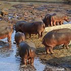 Flusspferde im Katavi-Nationalpark